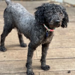 Blini Poodle Dog