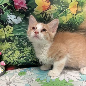 Cleves, Baby Male Domestic Medium Hair