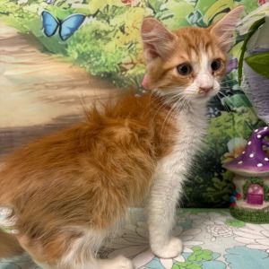 Aragon, Baby Male Domestic Medium Hair