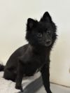 Licorice photo 3