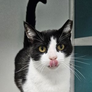 Sparkle Domestic Short Hair Cat