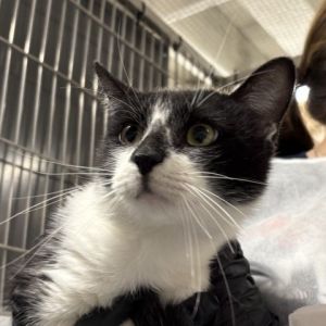 Girard Domestic Short Hair Cat