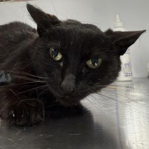 Conoco Domestic Short Hair Cat