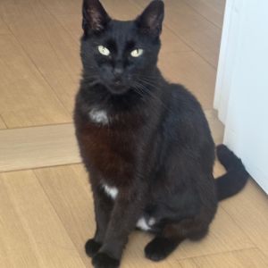 Conoco is currently in foster care and ready for adoption via our virtual process Learn more about 