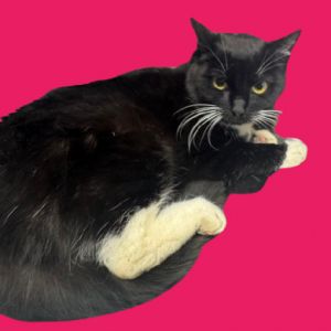 Nina, Adult Female Domestic Short Hair