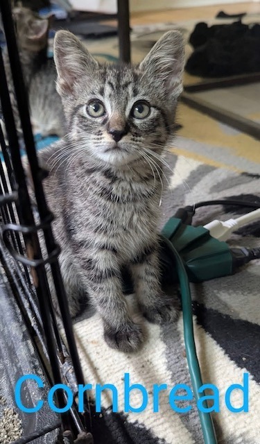 CORNBREAD Kitten (m)