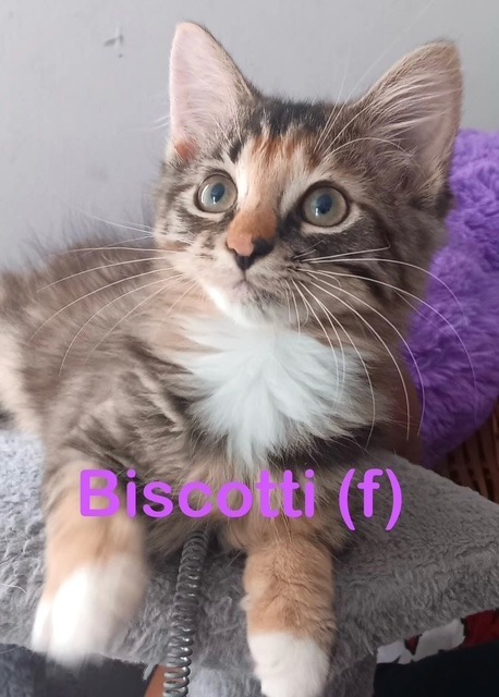 BISCOTTI (f)