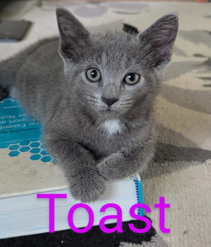 TOAST Kitten (f)
