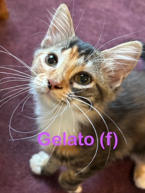 GELATO (f)