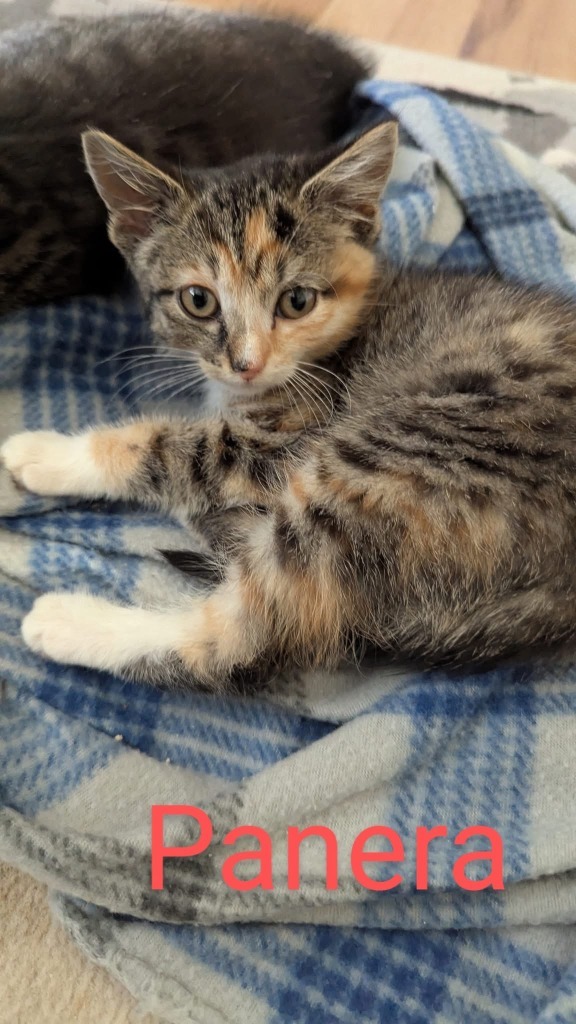 PANERA Kitten (f)