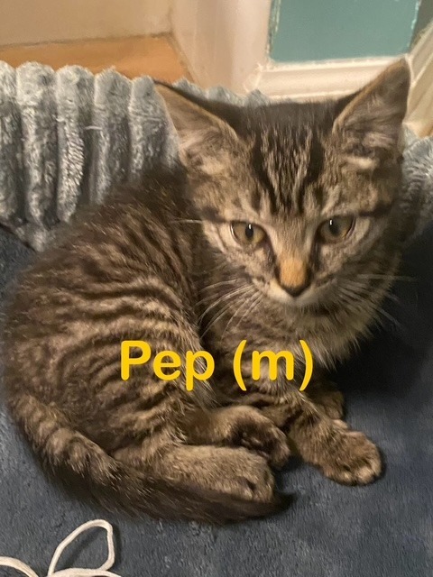 PEP Kitten (m)