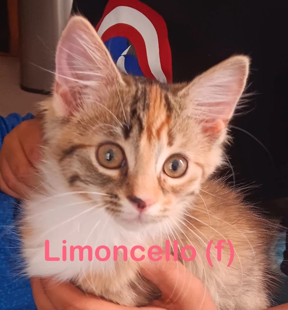 LIMONCELLO