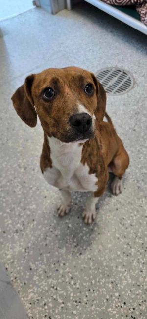 Primrose, Young Female Terrier