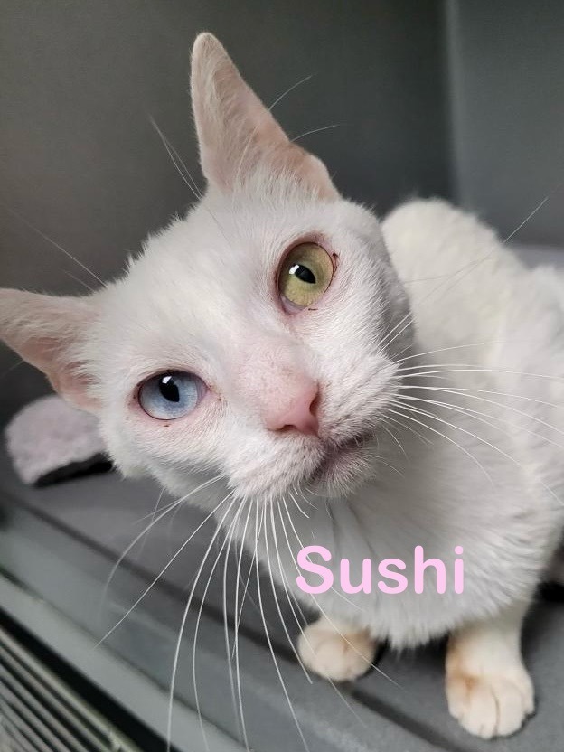 SUSHI (Green eye/Blue eye)