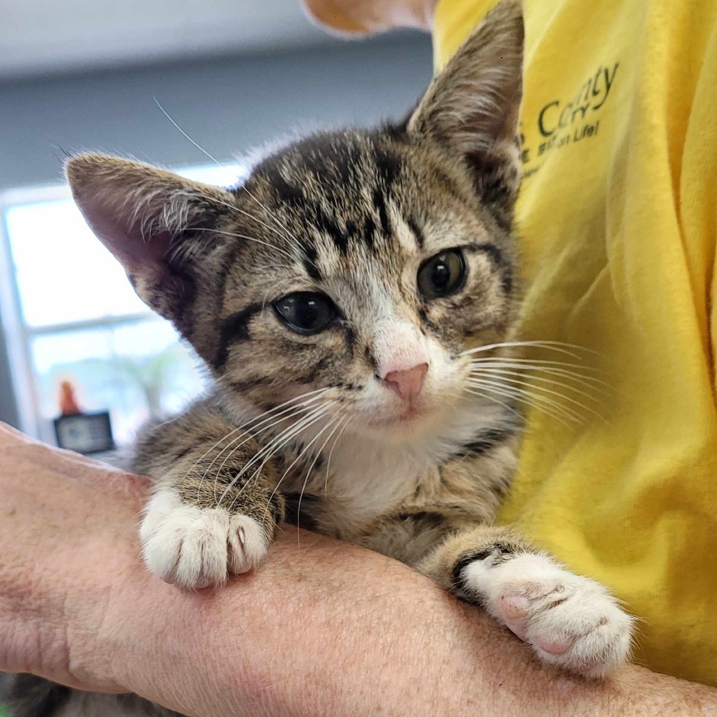 Sid, an adoptable Domestic Short Hair in Duncan, OK, 73533 | Photo Image 1