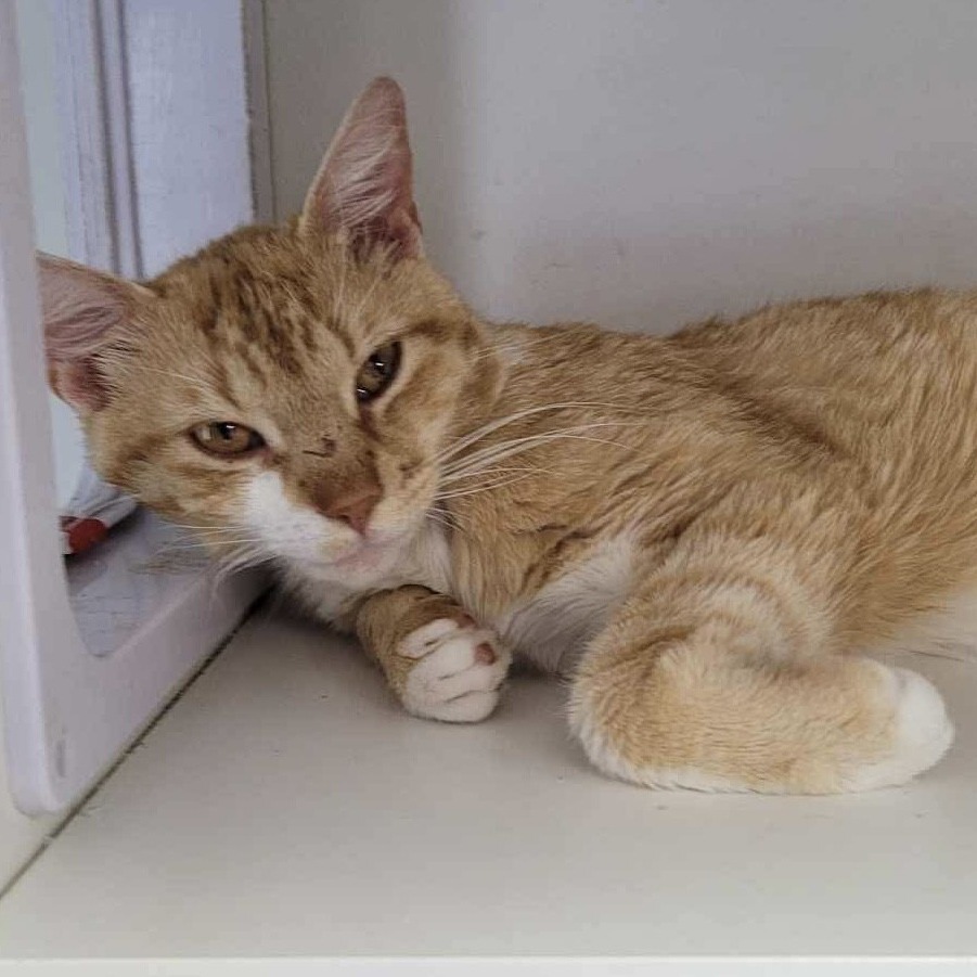 Simba, an adoptable Domestic Short Hair in Duncan, OK, 73533 | Photo Image 1