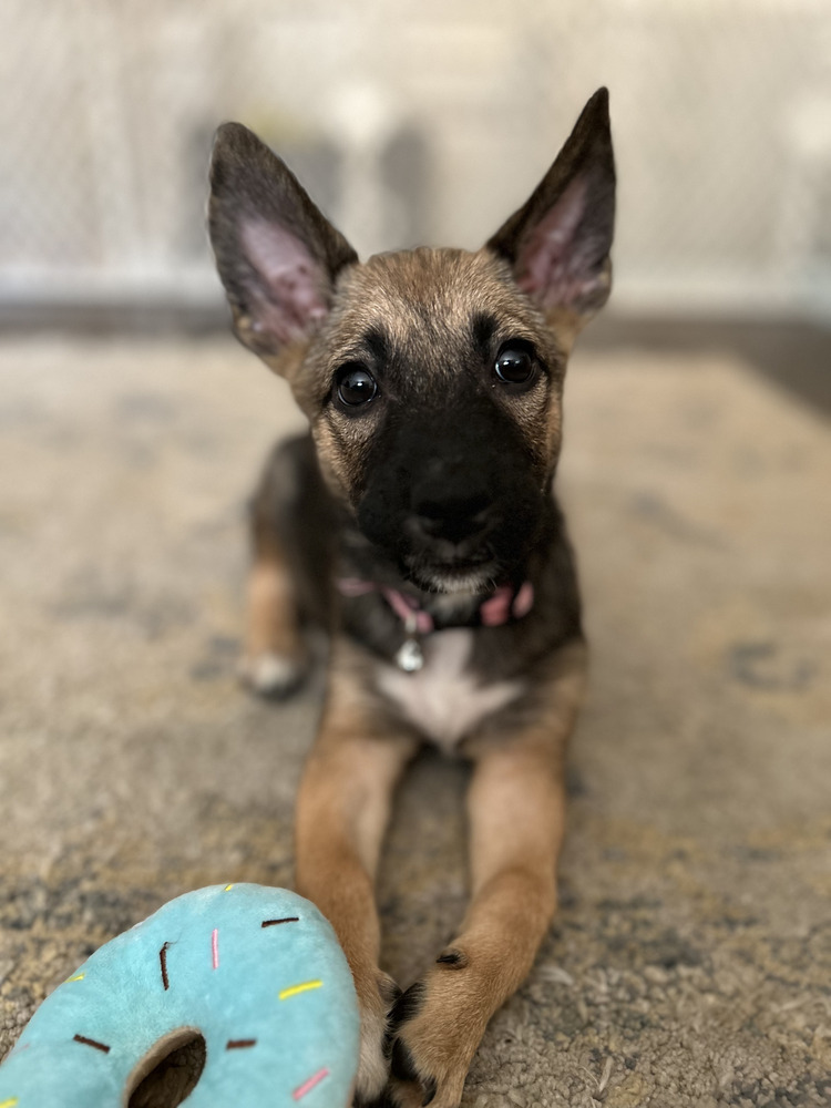 Bliss (B Puppies)