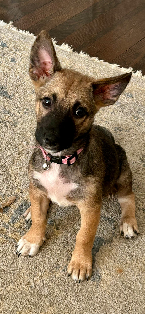 Bliss (B Puppies)
