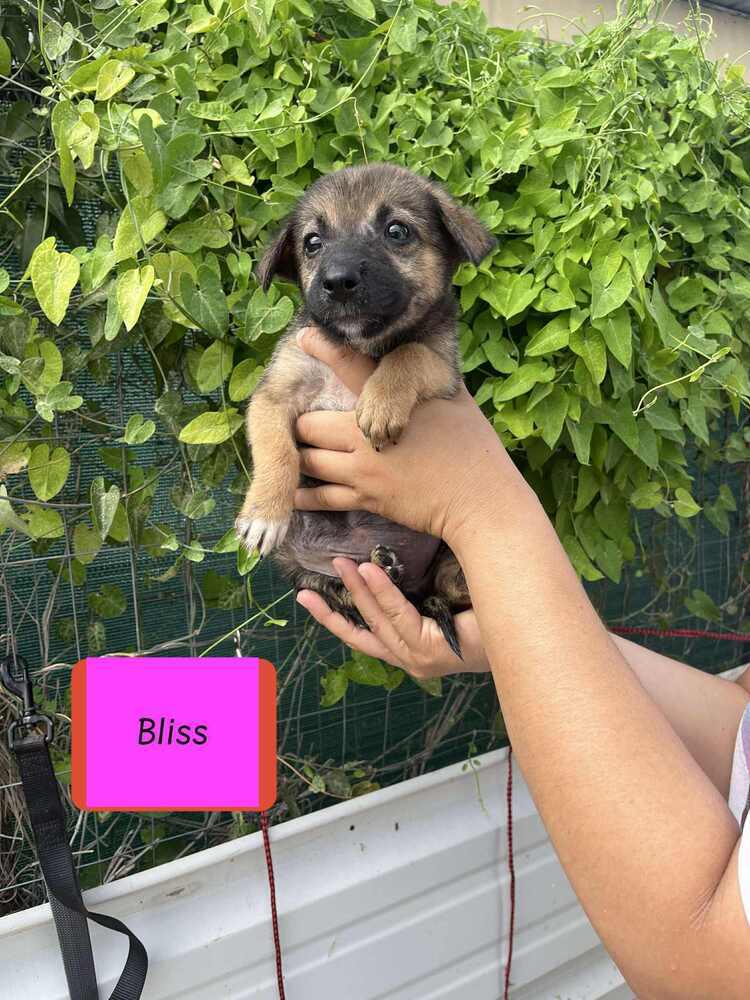 Bliss (B Puppies)