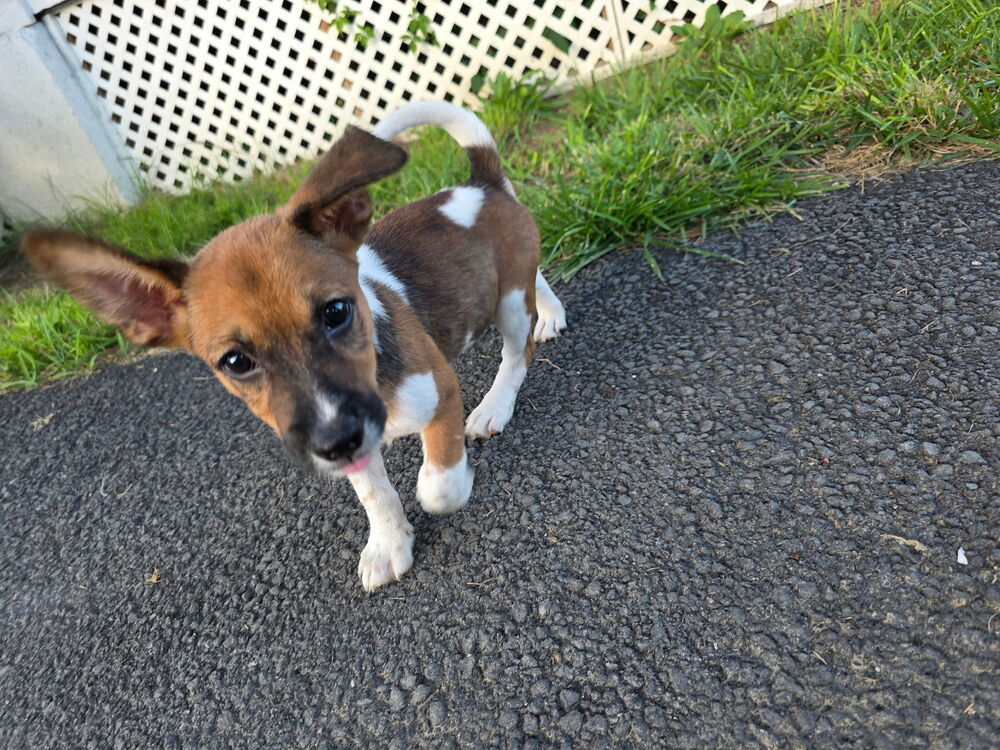 Blitz (B Puppies)
