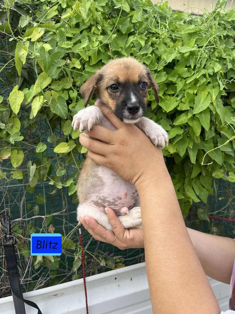 Blitz (B Puppies)