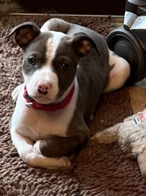 Hanky Panky (Alcatraz A Crew), Baby Male Terrier