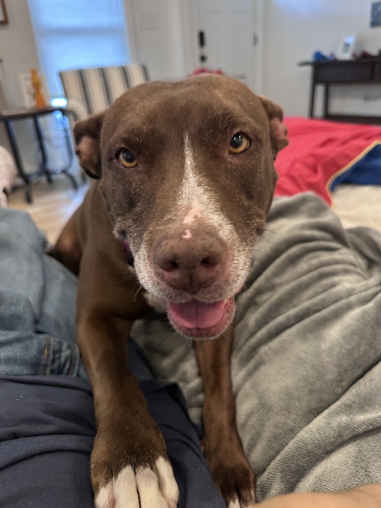 Sadie the Sweet