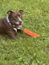 Sadie the Sweet photo 2