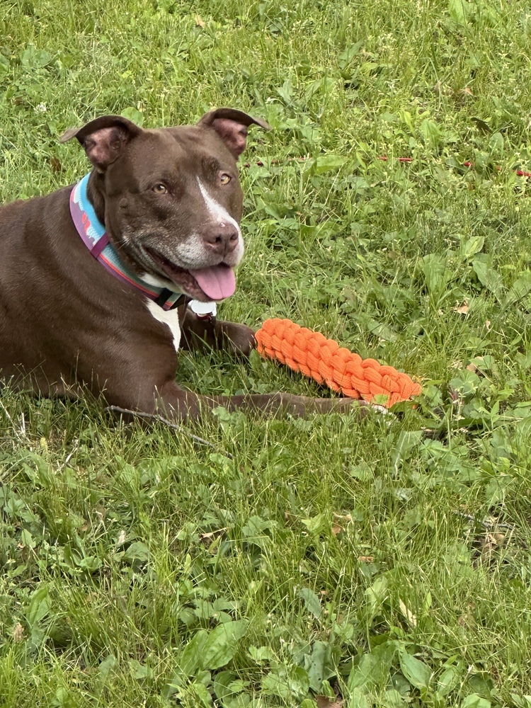 Sadie the Sweet