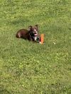 Sadie the Sweet photo 3