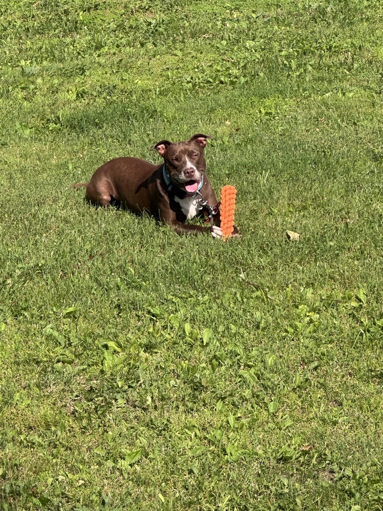 Sadie the Sweet