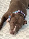 Sadie the Sweet photo 4