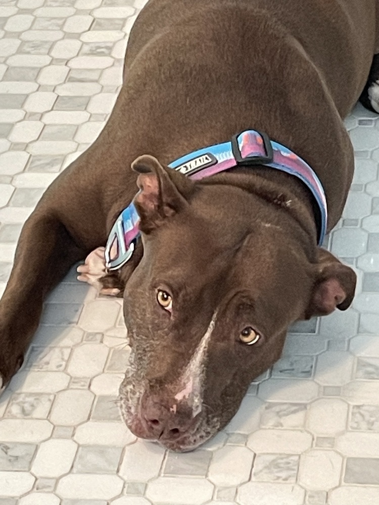 Sadie the Sweet