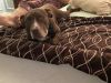 Sadie the Sweet photo 5