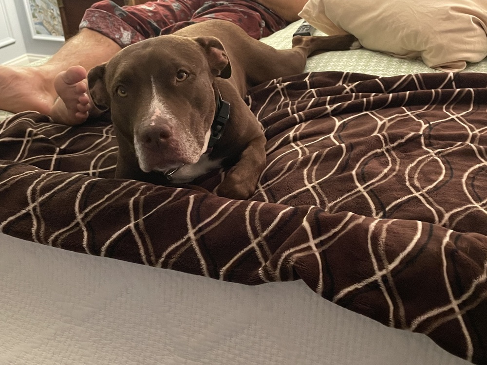 Sadie the Sweet