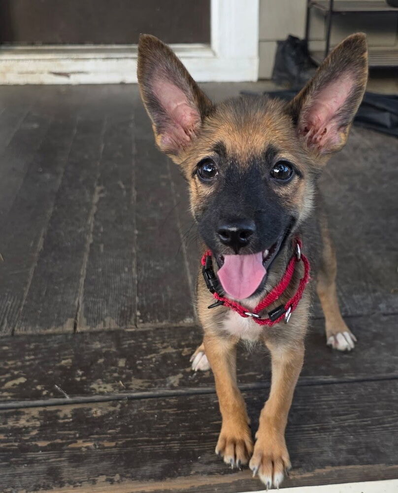 Bianca (B Puppies)