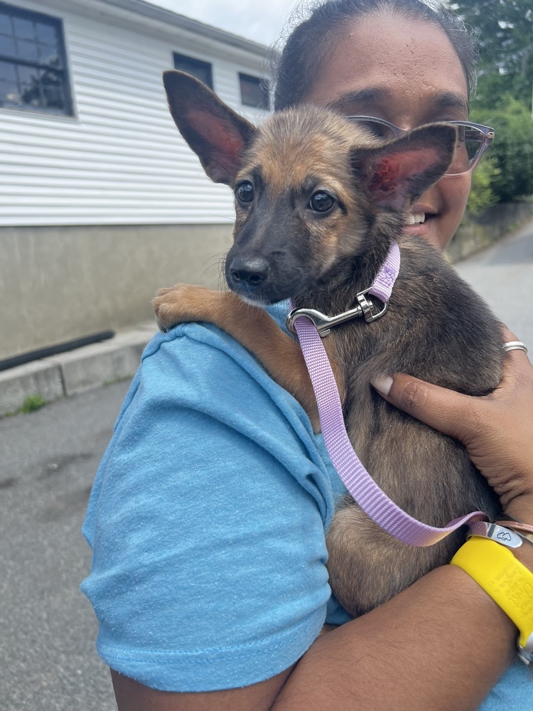 Bianca (B Puppies)