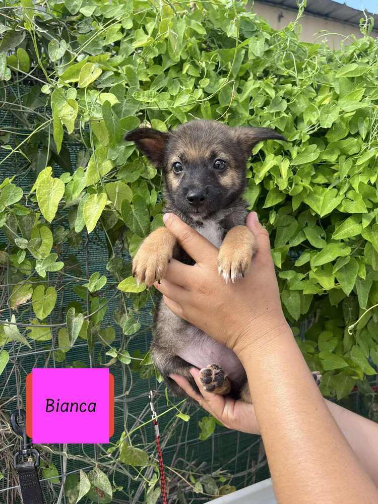 Bianca (B Puppies)