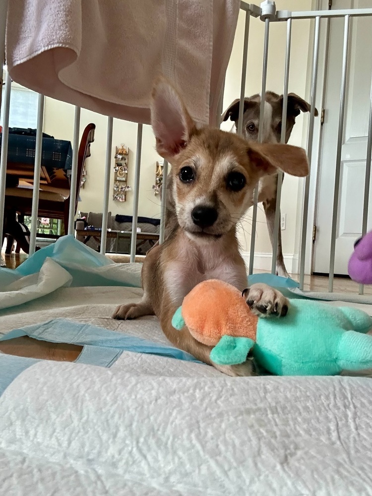 Bernie (B Puppies)
