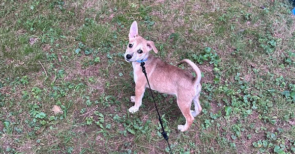 Bernie (B Puppies)