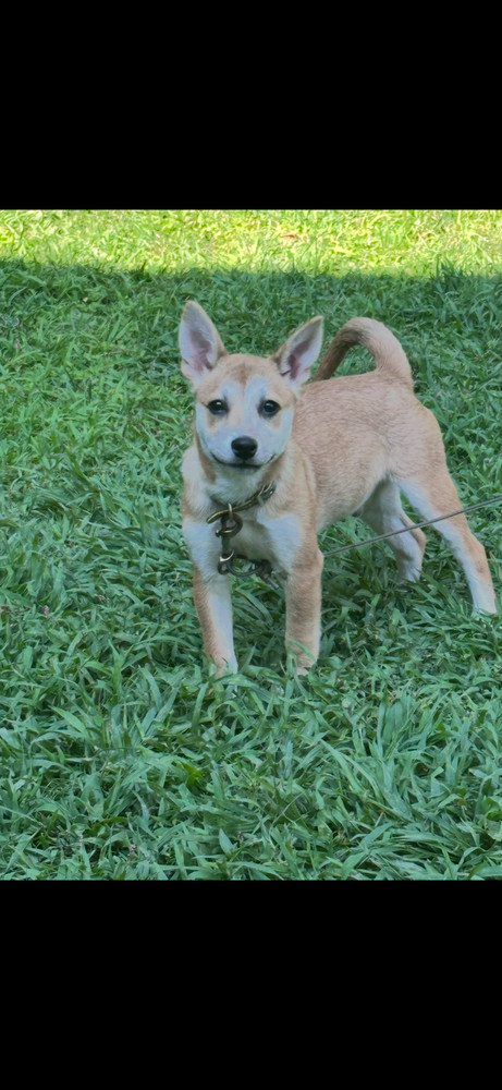 Bernie (B Puppies)