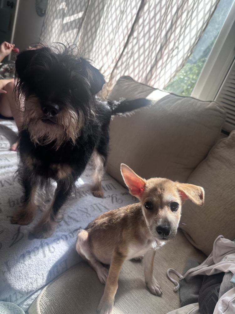 Bernie (B Puppies)