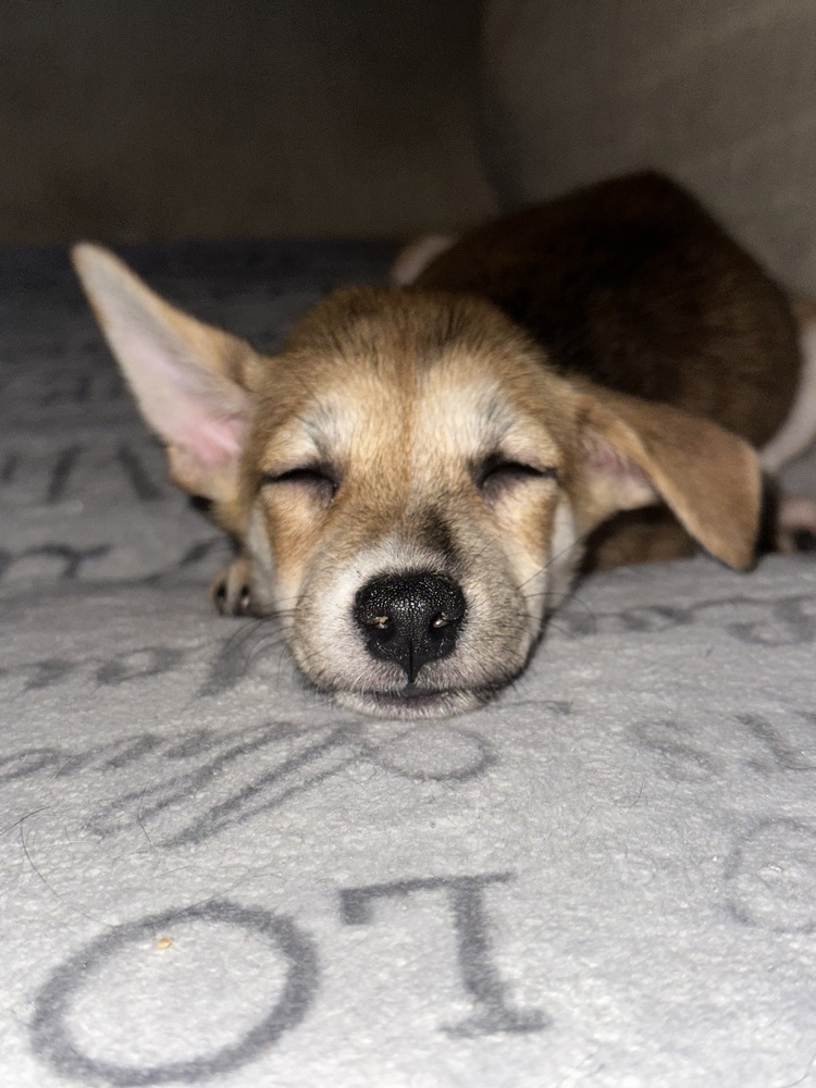 Bernie (B Puppies)