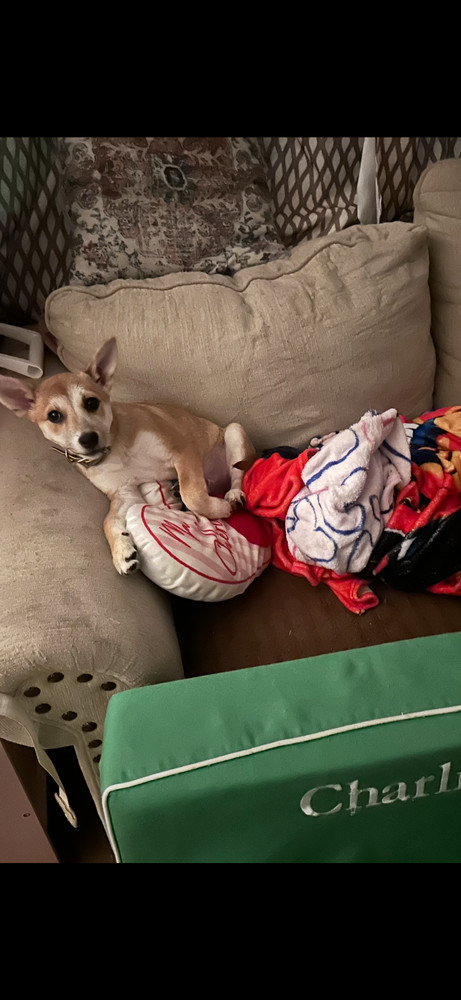 Bernie (B Puppies)