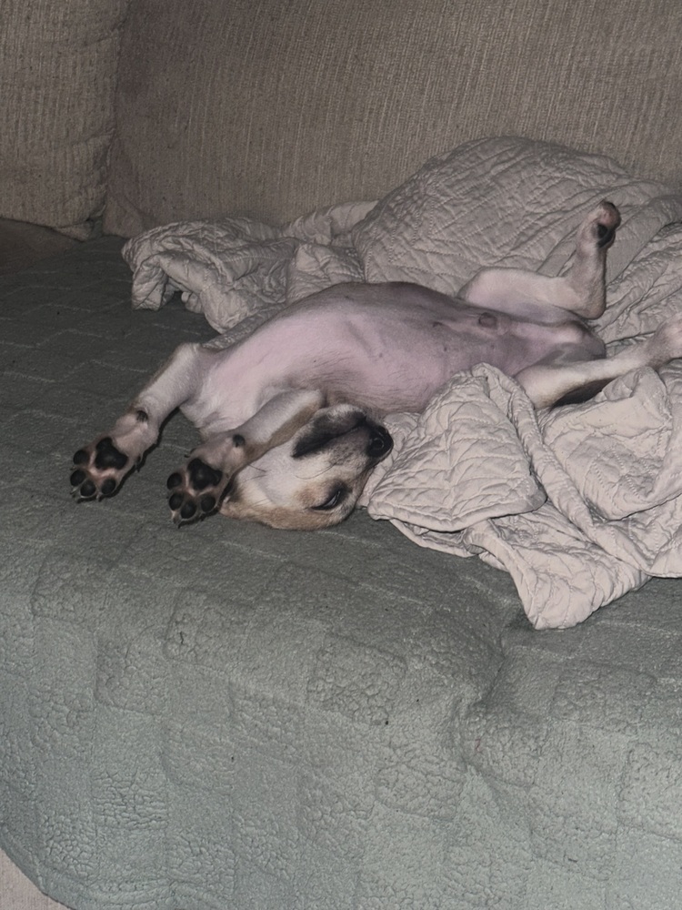 Bernie (B Puppies)