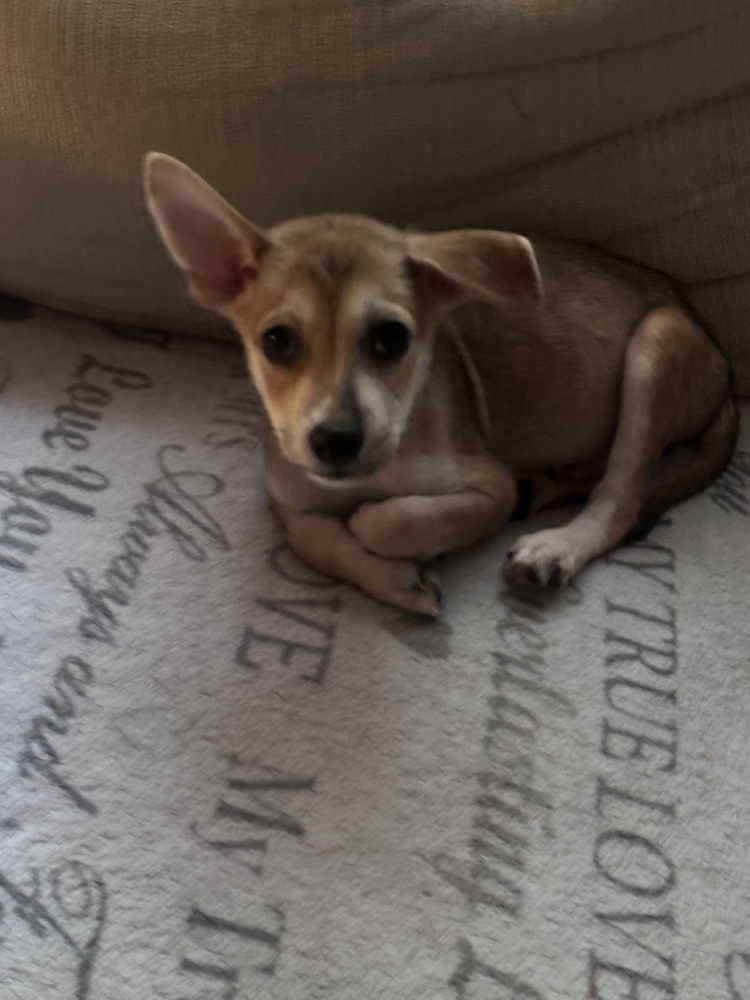 Bernie (B Puppies)