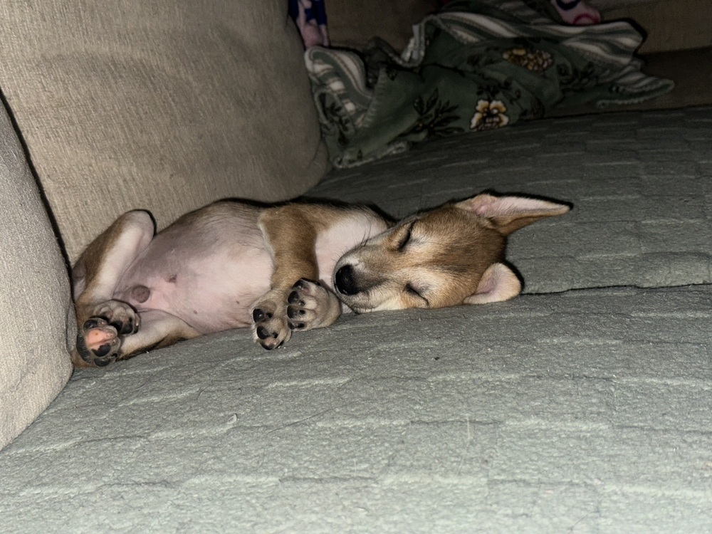 Bernie (B Puppies)