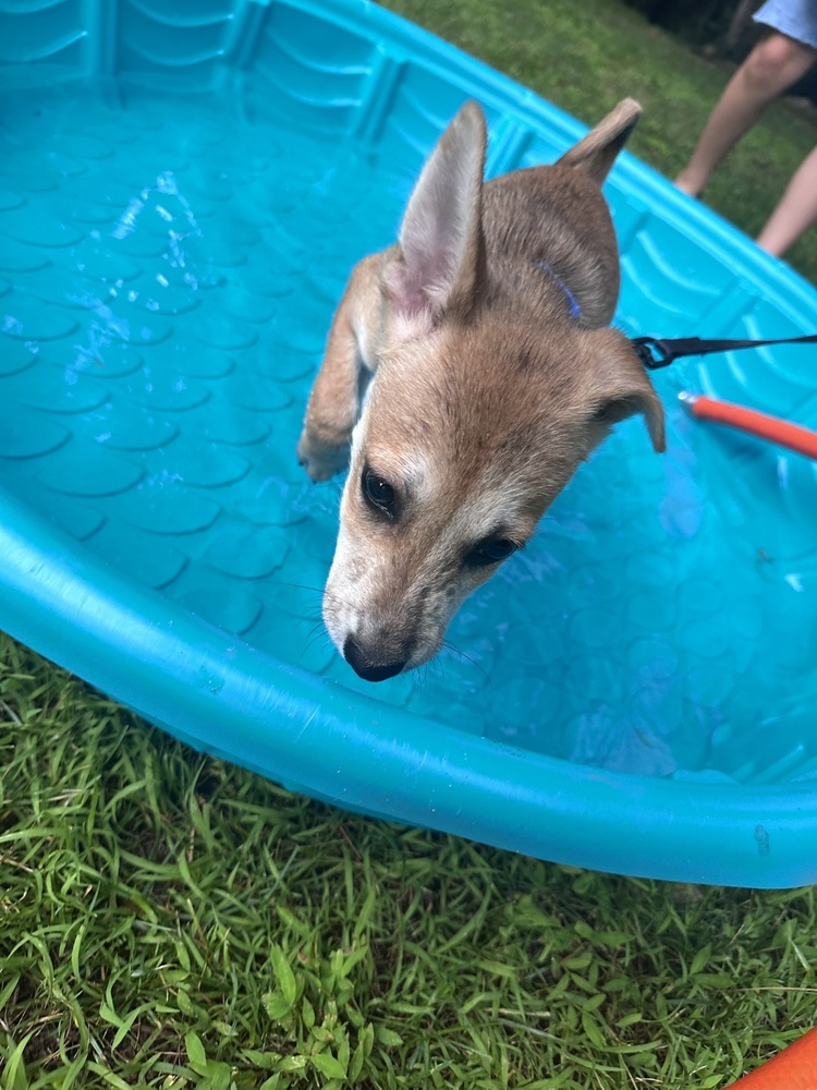 Bernie (B Puppies)