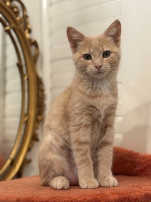 Buffy, Baby Female Domestic Short Hair