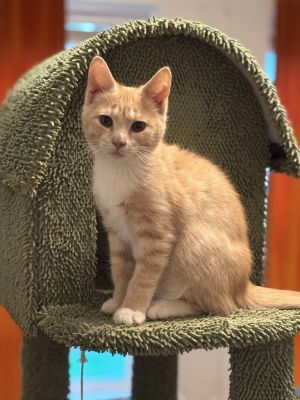 Ruffles, Baby Male Domestic Short Hair